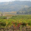 colline e vigneti